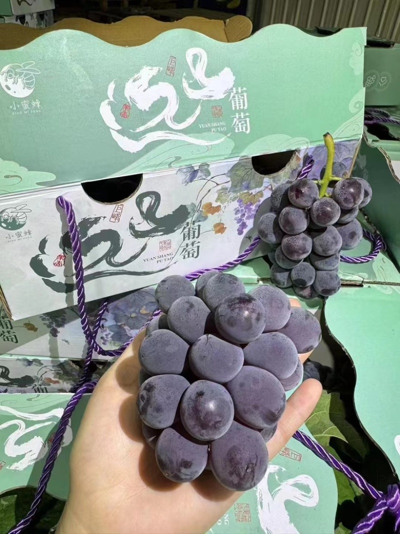 精品礼盒装优质巨丰葡萄，万亩葡萄产地直发量大质优
