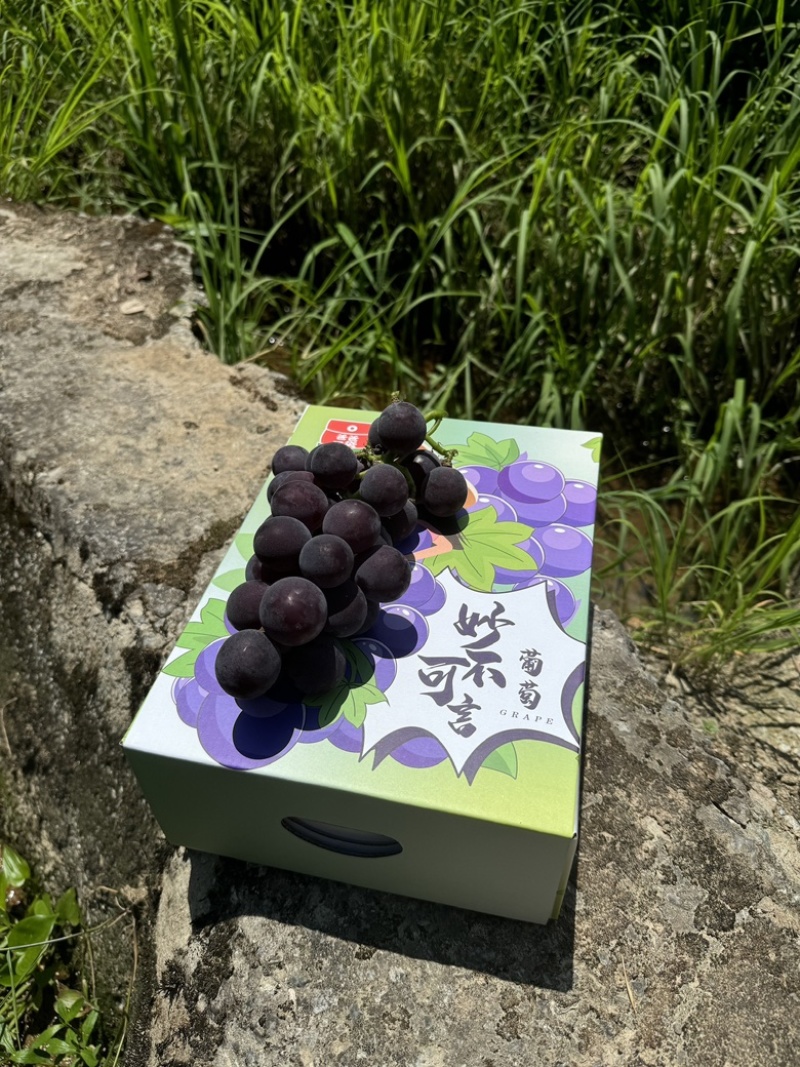 精品礼盒装优质巨丰葡萄，万亩葡萄产地直发量大质优