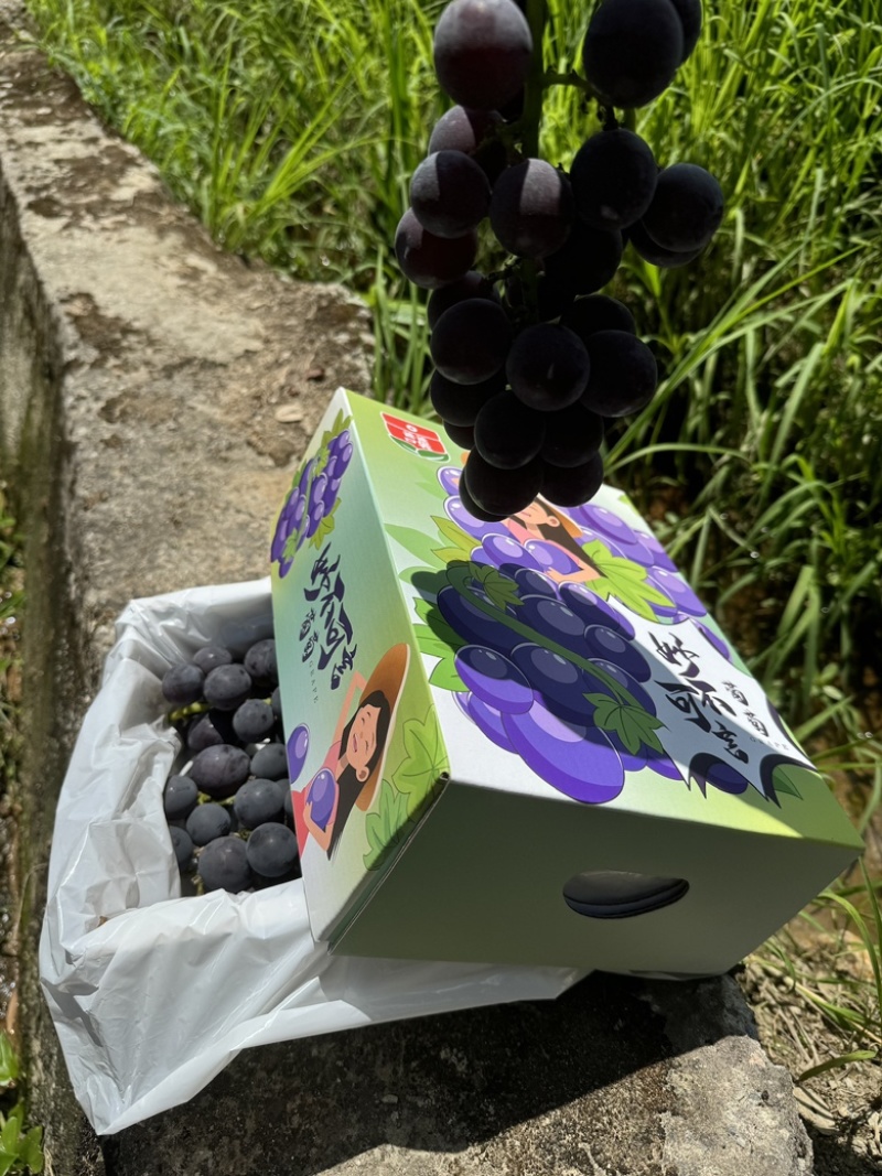 精品礼盒装优质巨丰葡萄，万亩葡萄产地直发量大质优