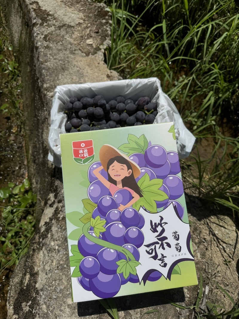 精品礼盒装优质巨丰葡萄，万亩葡萄产地直发量大质优