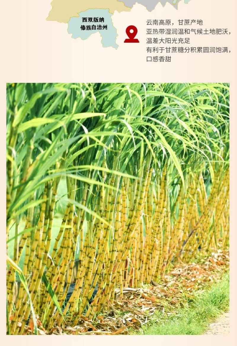 调味品云南特产冰糖黄冰糖纯甘蔗手工熬制***云南厂家直供
