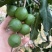 新夏果袋装夏威夷果奶油味仁整箱散装批发孕妇休闲坚果带壳奶