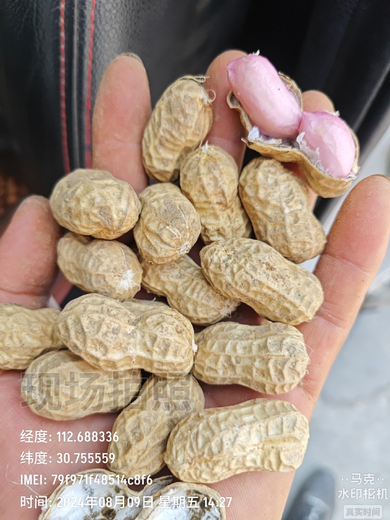 花生米，中华5号花生米，中华16号花生米，精选花生米