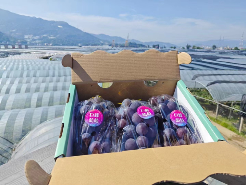 小蜜峰生态巨峰葡萄精品礼盒包装，白胶框装整车发
