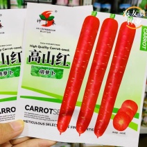 高山红水果胡萝卜种子口感脆甜香气浓玫红色胡萝卜种子