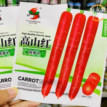 高山红水果胡萝卜种子口感脆甜香气浓玫红色胡萝卜种子