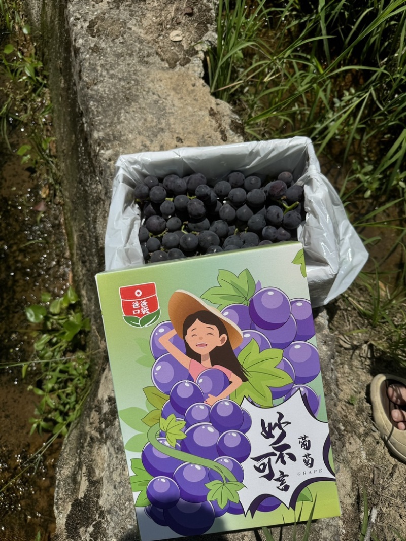巨峰礼盒精品包装