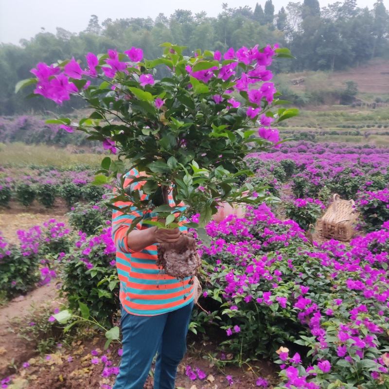 紫花三角梅地笼子