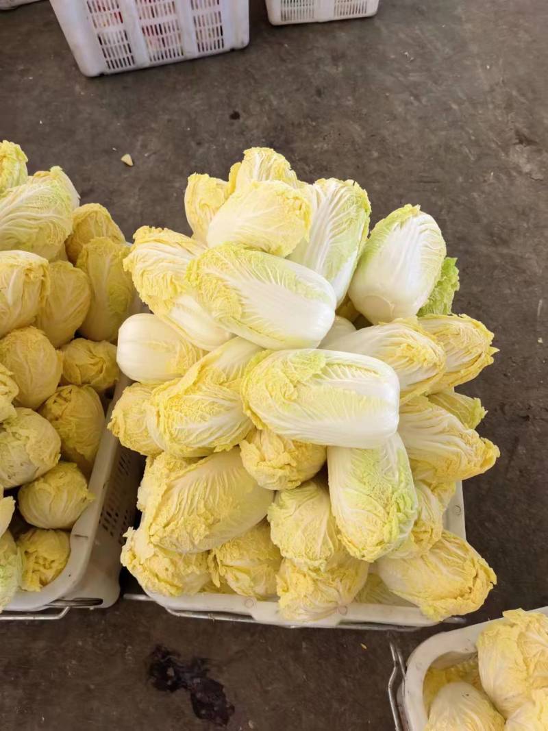【实力推荐】娃娃菜大娃娃菜，专业削菜工，打包工欢迎选购