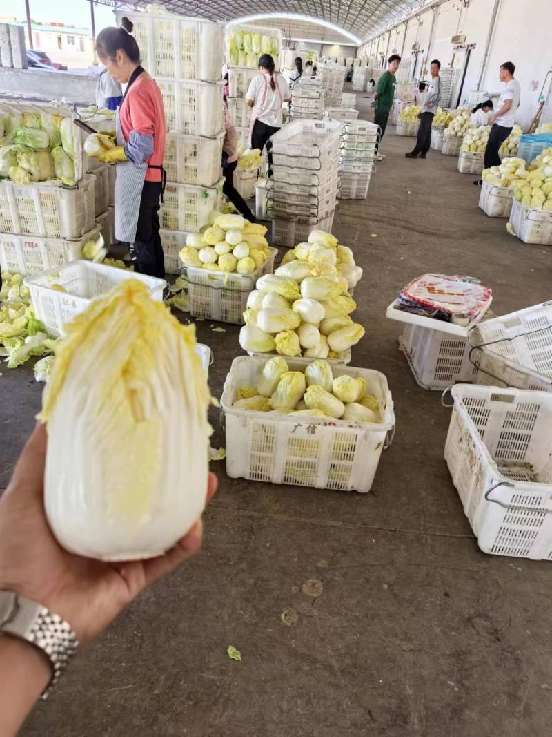 【实力推荐】娃娃菜大娃娃菜，专业削菜工，打包工欢迎选购