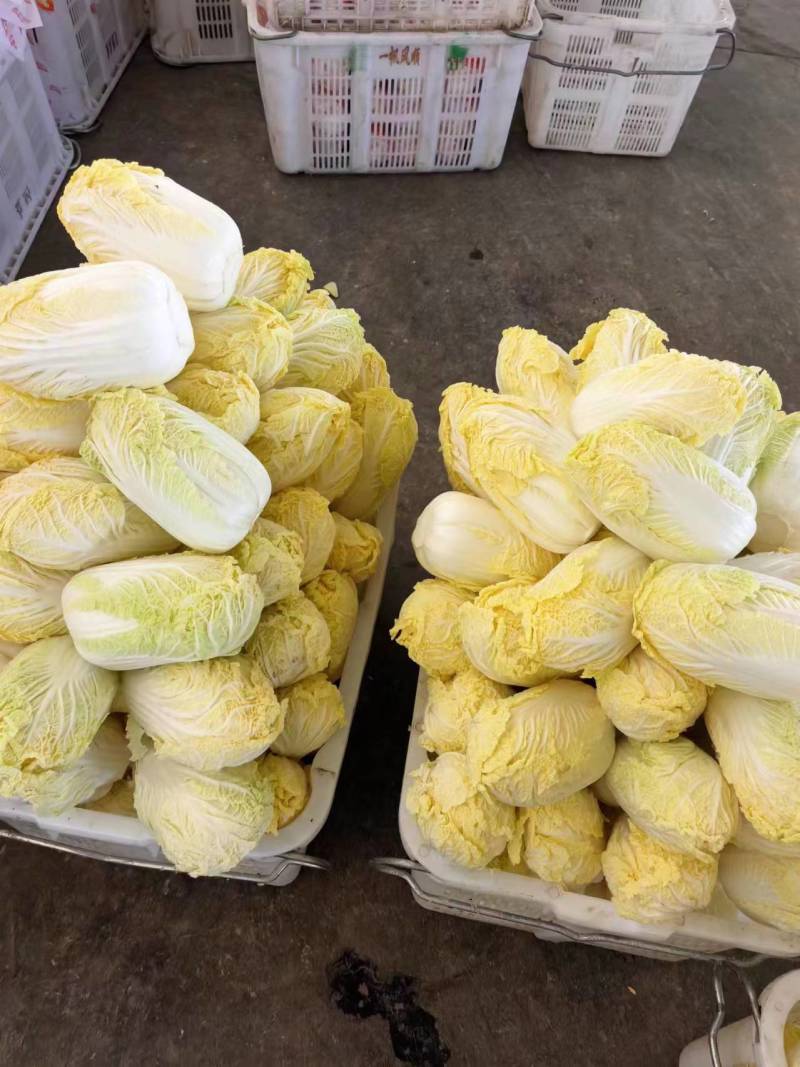 【实力推荐】娃娃菜大娃娃菜，专业削菜工，打包工欢迎选购