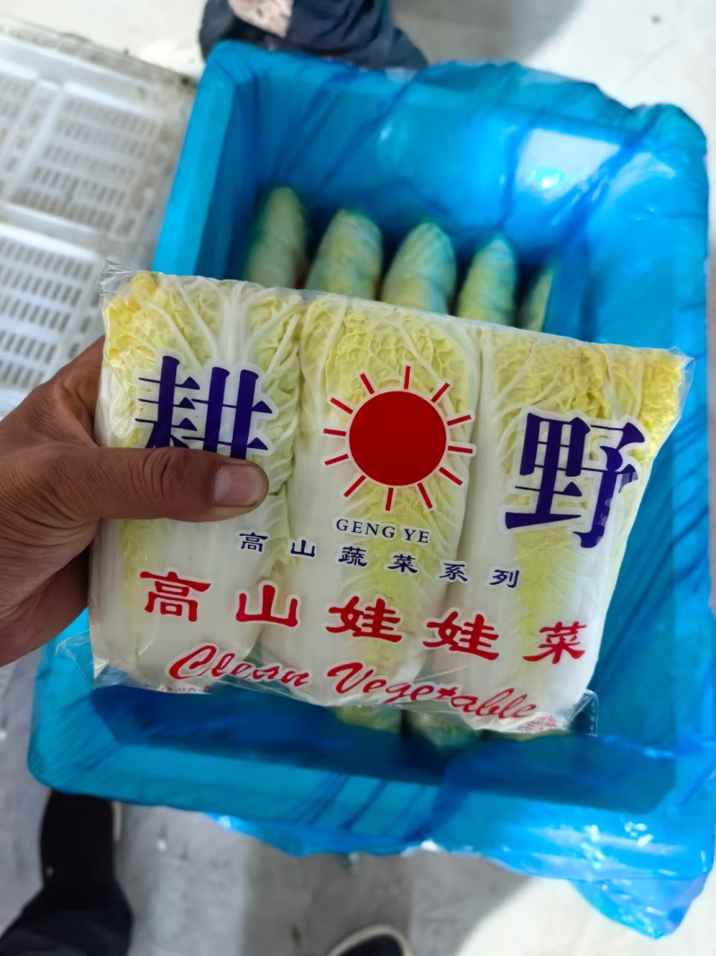 【实力推荐】湖北娃娃菜小娃娃菜，毛菜，黄度高。包装齐全