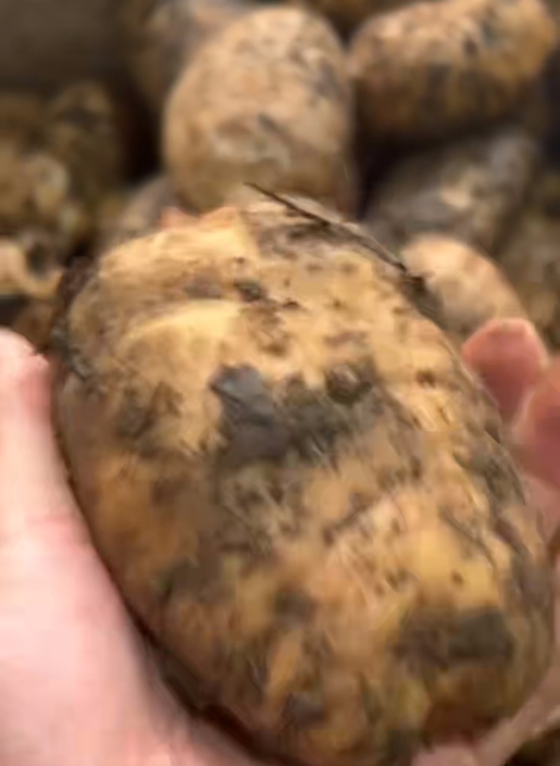 昭通天麻鲜天麻自产自销产地直供规格齐全品质保障