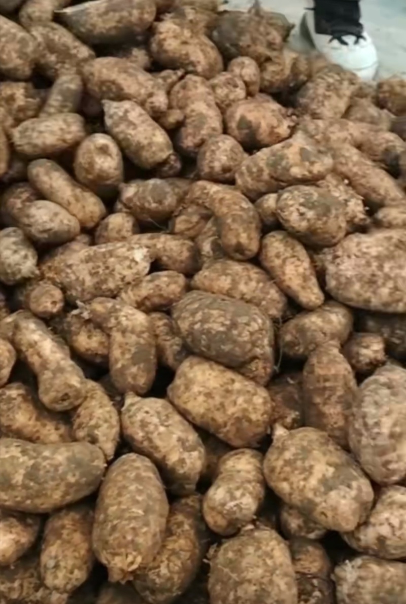 昭通天麻鲜天麻自产自销产地直供规格齐全品质保障