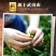 （包邮）新茶正山小种红茶浓香型茶叶武夷山蜜香型500g