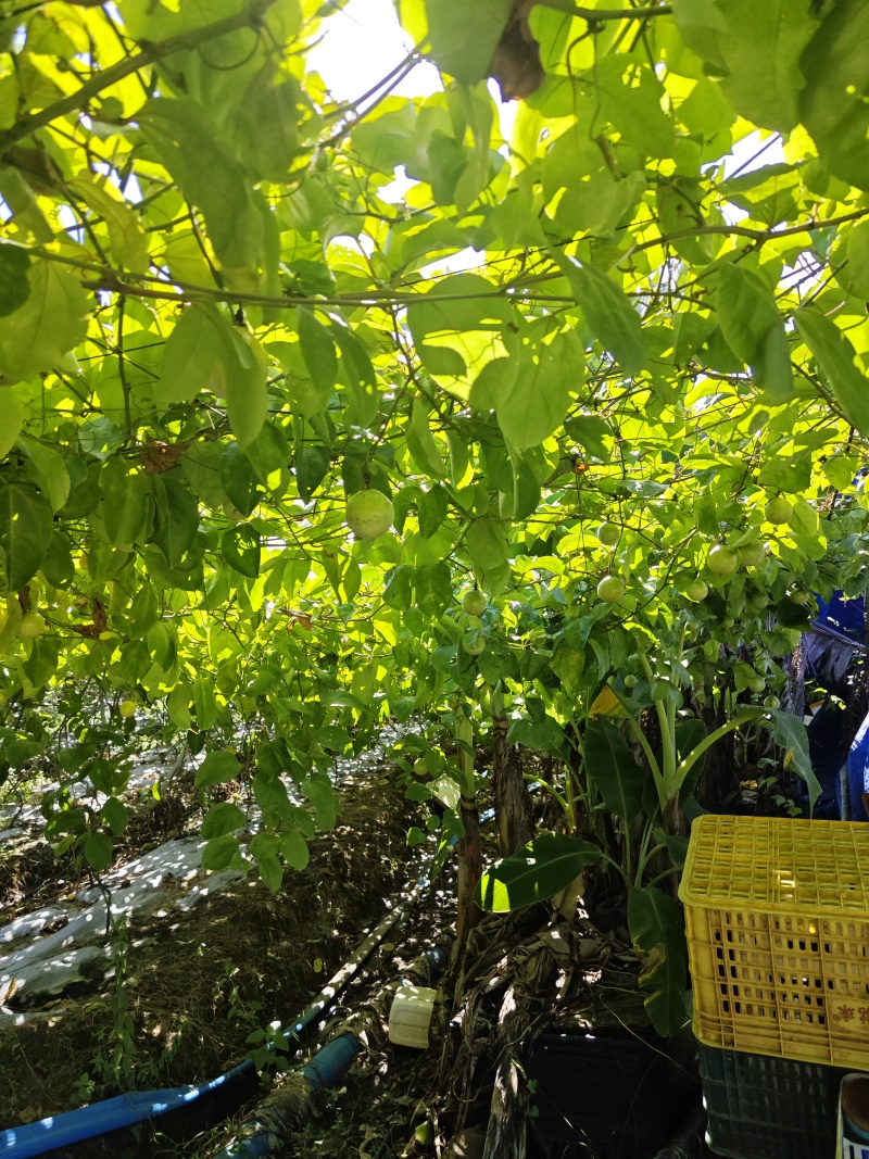 海南钦密9号百香果长期货量稳定，源头价格