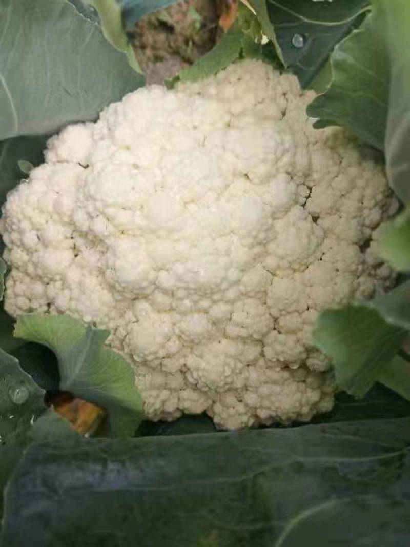 青梗，小米粒，半散，65天，菜花苗，