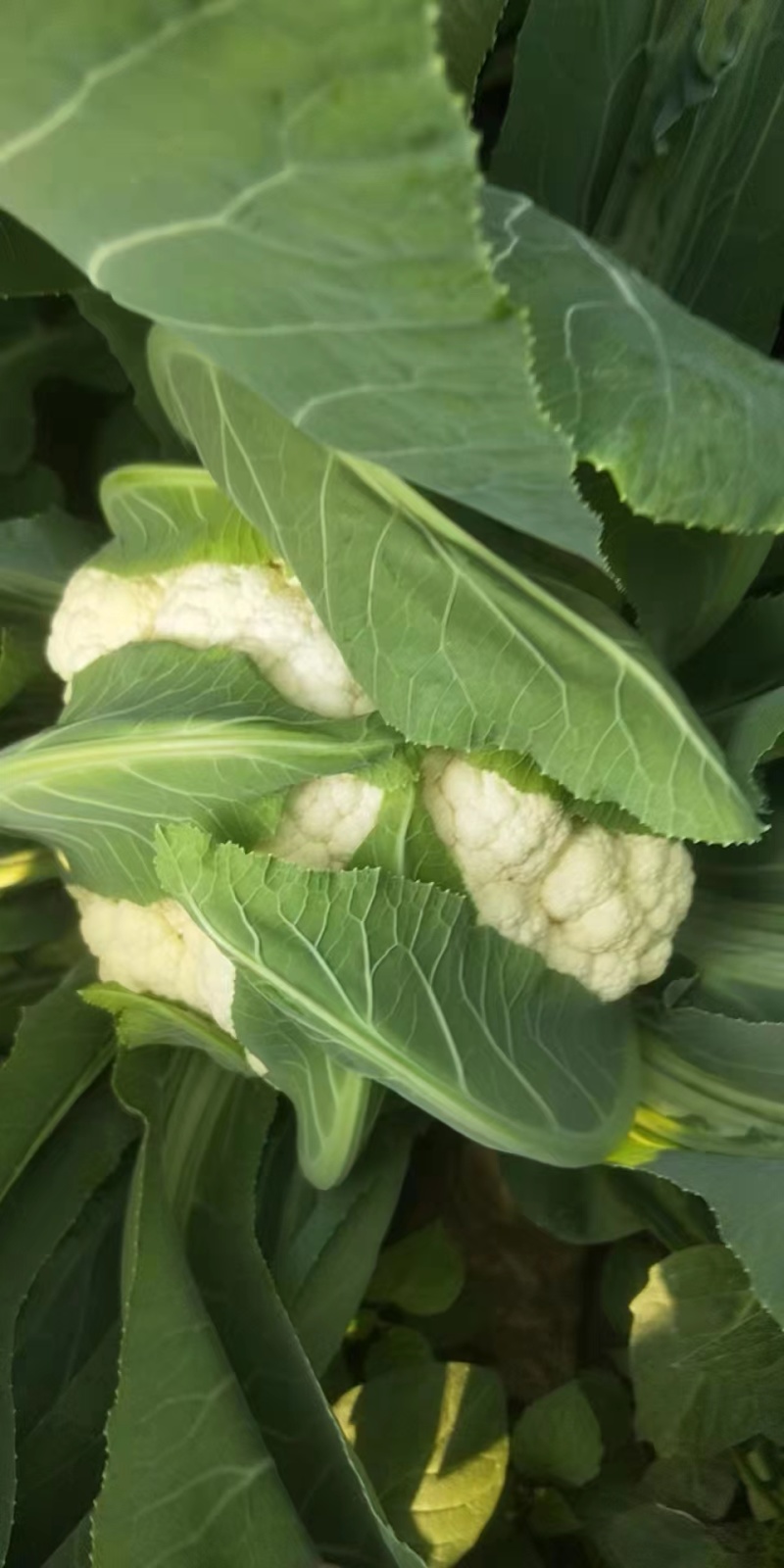 青梗，小米粒，半散，65天，菜花苗，