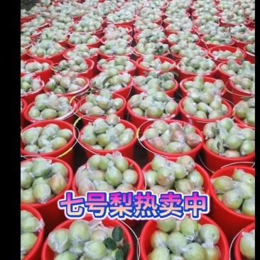 新梨七号，皇冠梨，