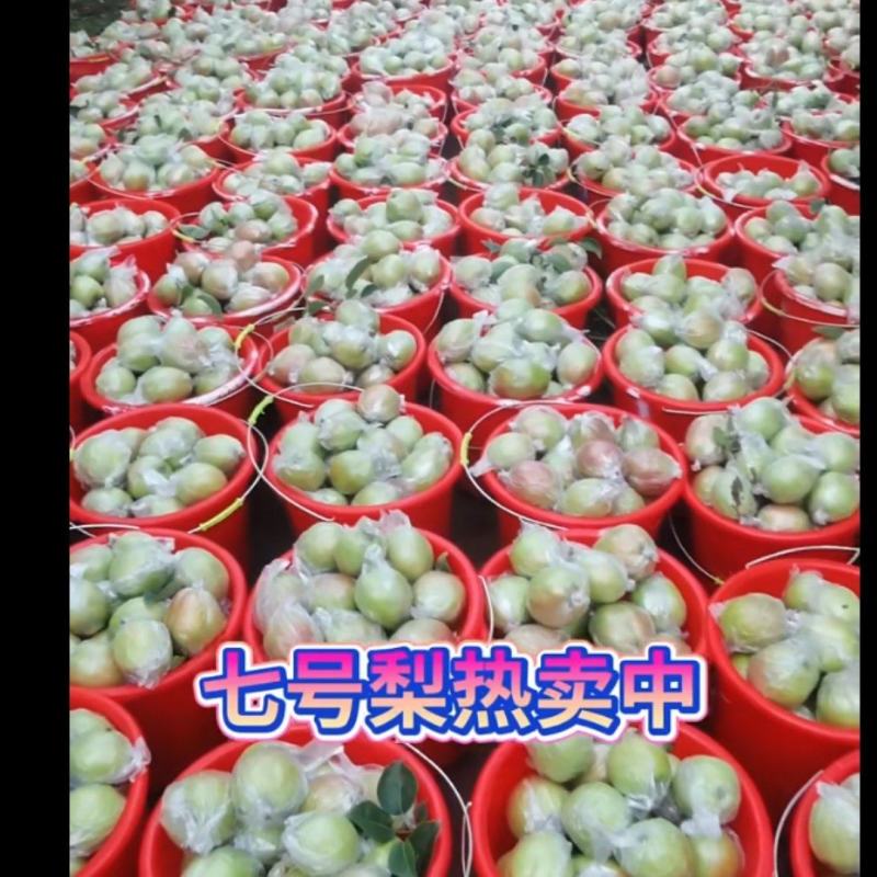 新梨七号，皇冠梨，