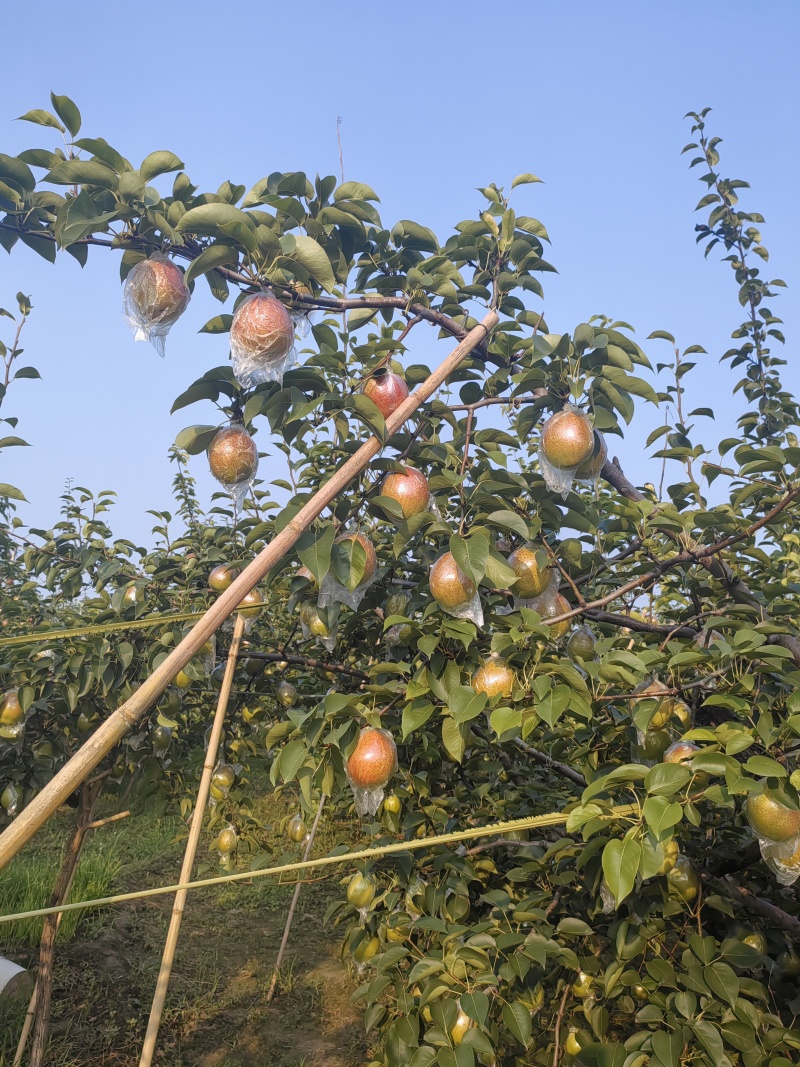 新梨七号，皇冠梨，