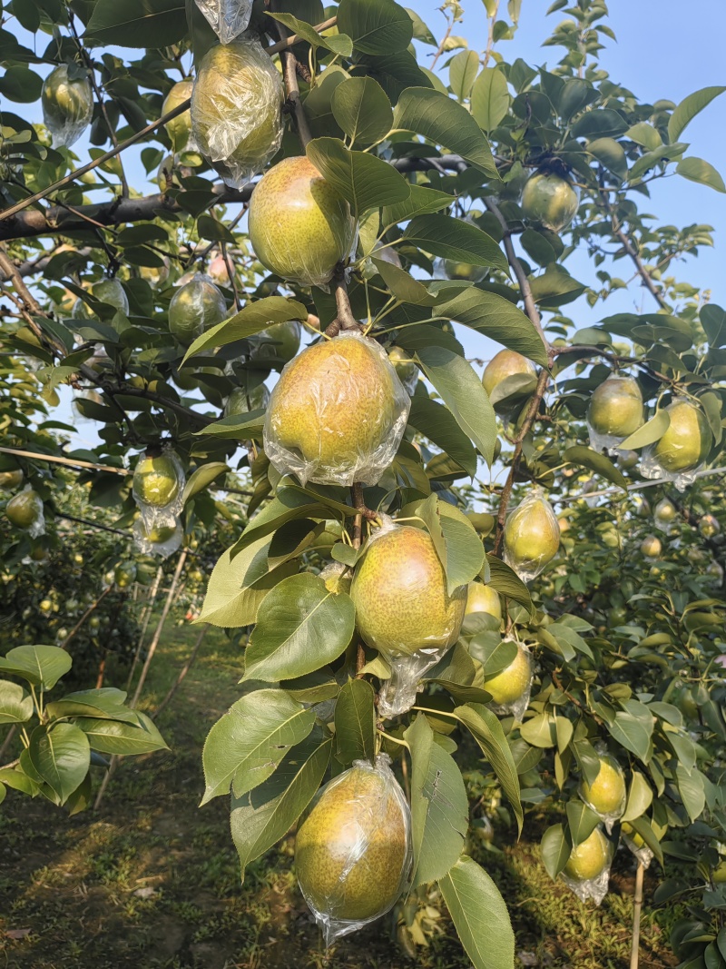 新梨七号，皇冠梨，