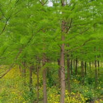 湖南池杉树，洼地积水地河塘耐寒耐水基地现挖现发规格齐全