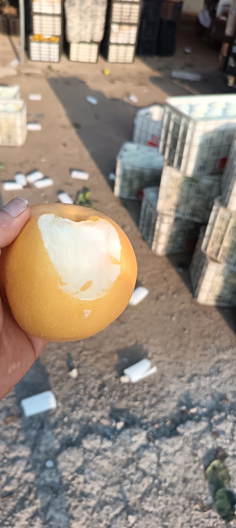 砀山丰水梨，皮薄汁水多，产地直发对接全国市场，电商，商超