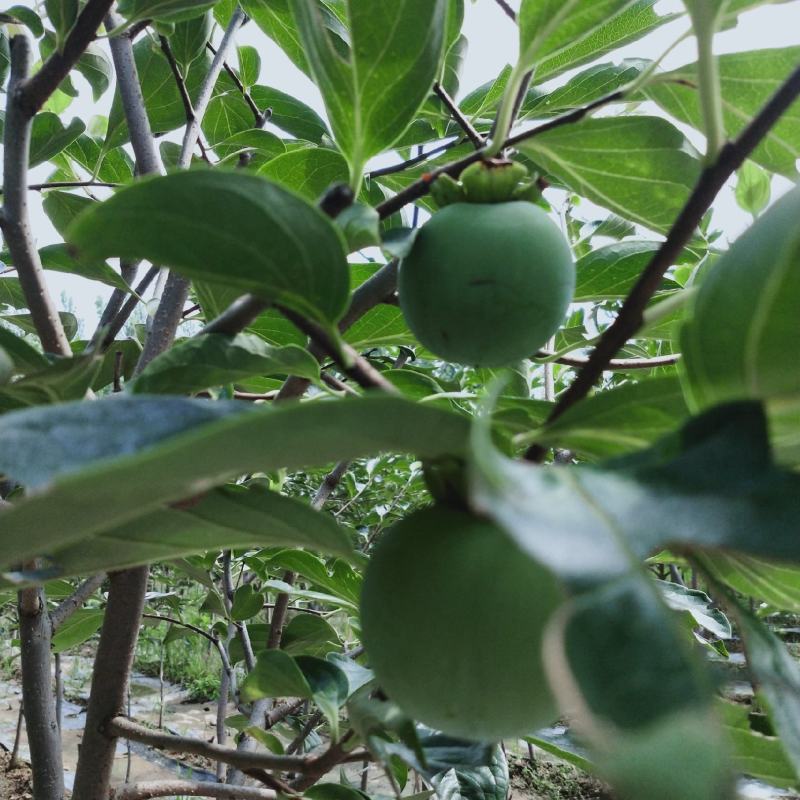 山东柿子苗脆甜柿子苗巧克力柿子树品种纯正产量高大小都有