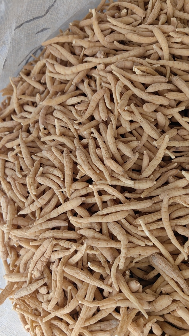 精选贵州太子参孩子参煲汤料产地直批