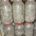 鸡腿菇母种18mmX180mm试管母种！PDA培养基！