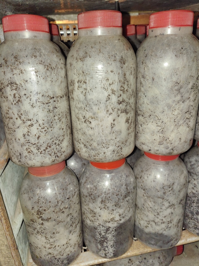 鸡腿菇母种18mmX180mm试管母种！PDA培养基！