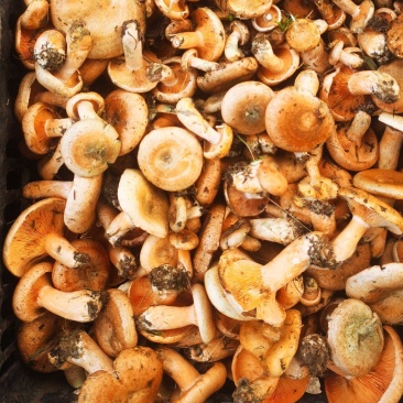 货干质量又好