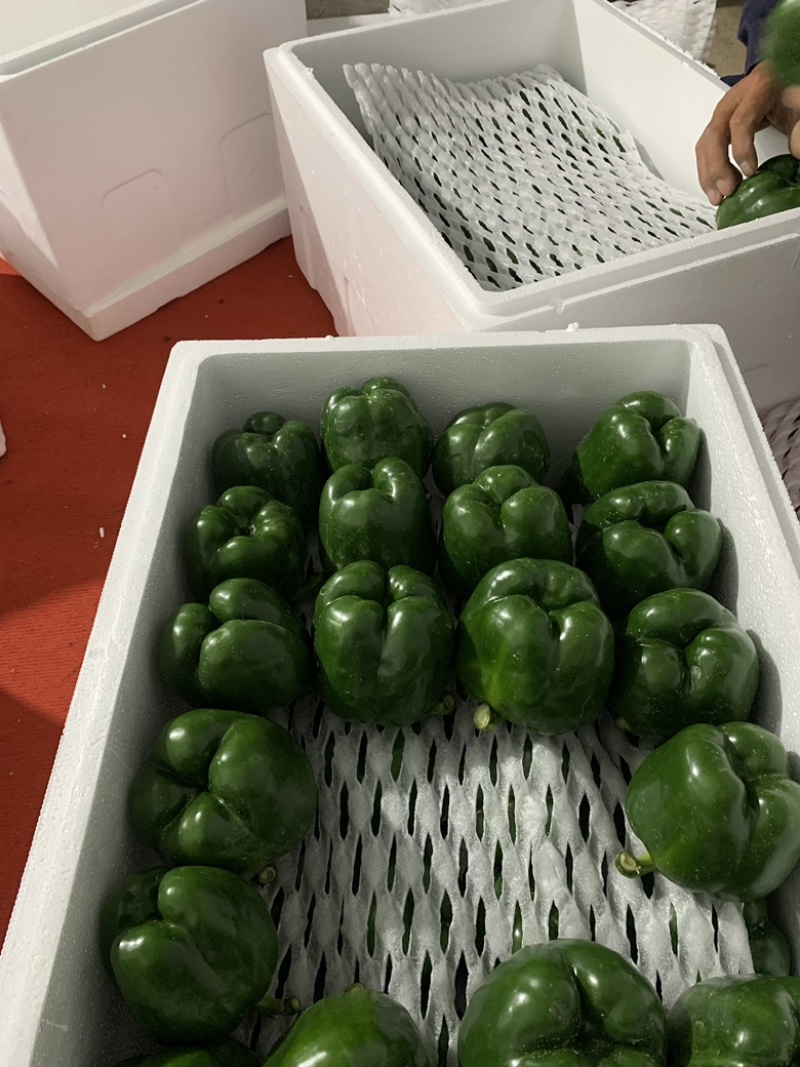 [推荐]湖北青圆椒彩椒灯笼椒甜椒产地直供量大从优