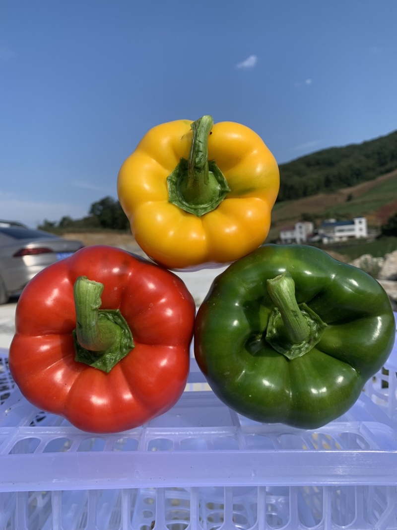 [推荐]湖北青圆椒彩椒灯笼椒甜椒产地直供量大从优