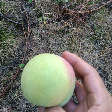 青桃（十月红桃）正在火热预订中，还有一星期六开园了，