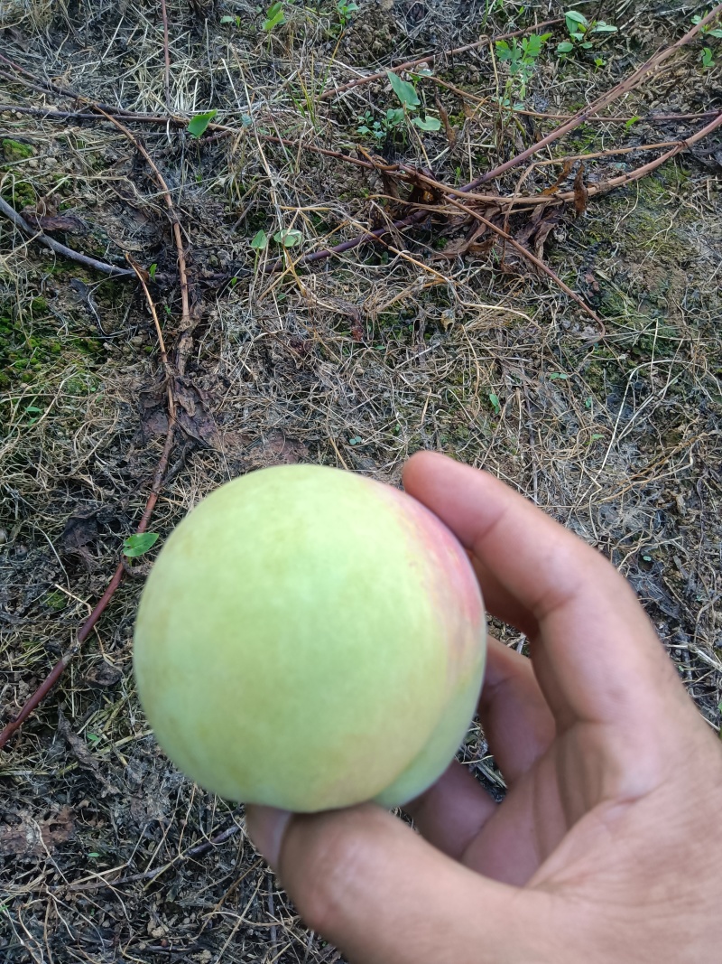 青桃（十月红桃）正在火热预订中，还有一星期六开园了，