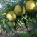 青桃（十月红桃）正在火热预订中，还有一星期六开园了，