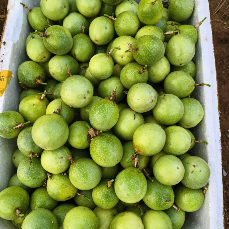 湛江百香果钦密9号百香果