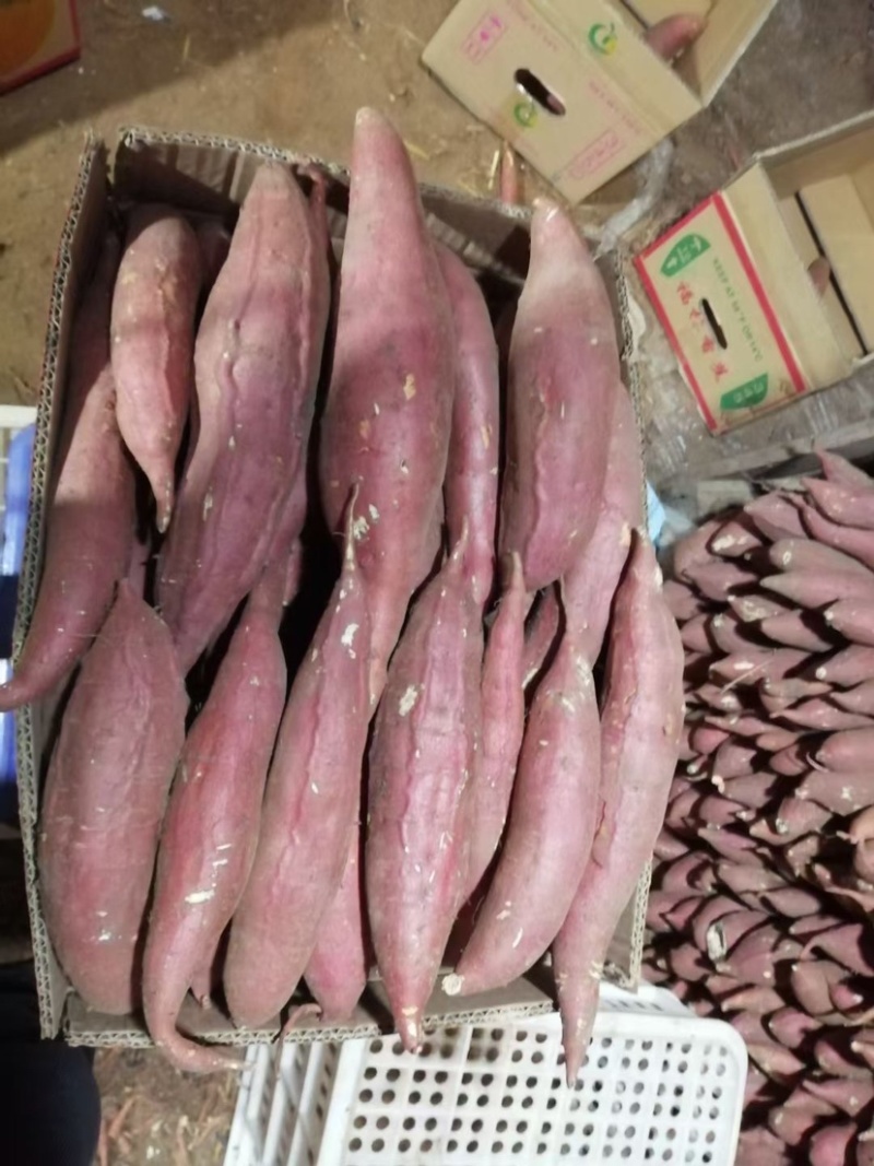 烟薯25红薯