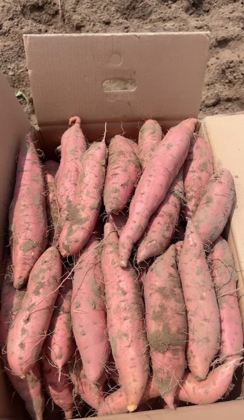 烟薯25红薯