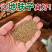 地肤子药材店铺野生新货水洗地肤籽地肤子地夫子可打粉精