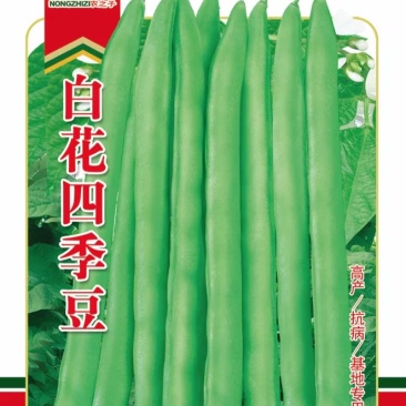 原种白花四季豆种子架豆无筋豆早熟高产耐热肉厚品质好春秋