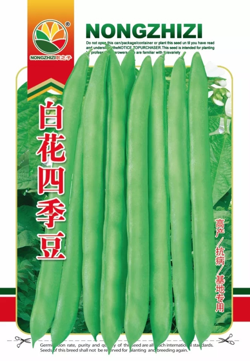 原种白花四季豆种子架豆无筋豆早熟高产耐热肉厚品质好春秋