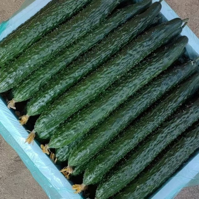 黄瓜大量上市，需要的提前预定，，，，，，，