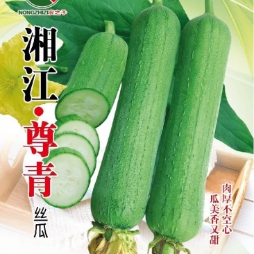 湘江尊青丝瓜杂交短棒微皱肉丝瓜基地用种紧实耐储运春夏季