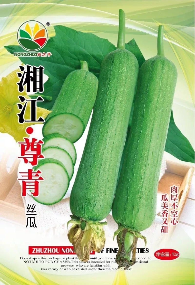 湘江尊青丝瓜杂交短棒微皱肉丝瓜基地用种紧实耐储运春夏季