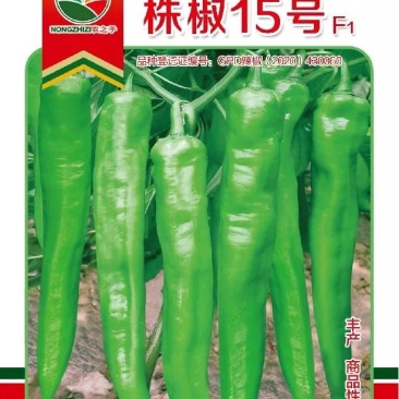 株椒15号中熟长牛角椒辣椒采收长商品性好大型基地专用春夏