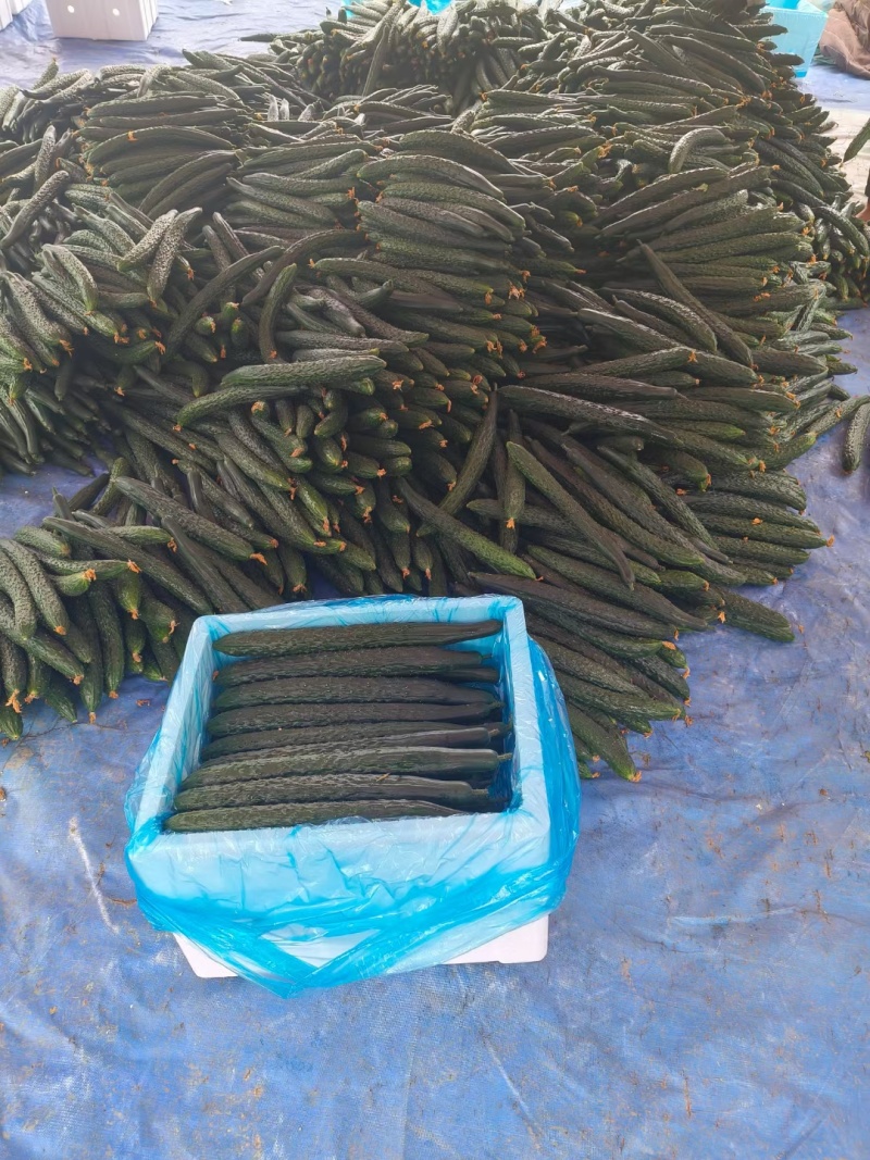 黄瓜，需要的来电，质量优美，刚刚上市，新上市，价格美丽，