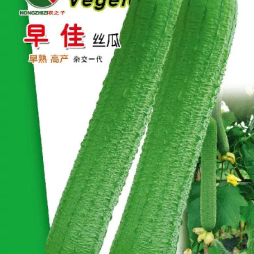早佳丝瓜早佳808杂交一代丝瓜早熟瓜码密大型基地用种春秋